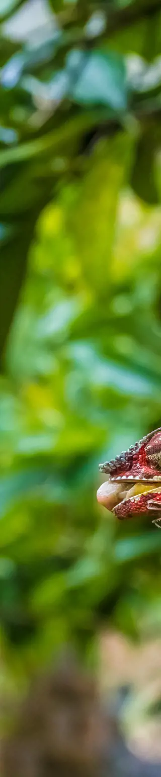 Besuche die Lemuren im Andasibe Nationalpark